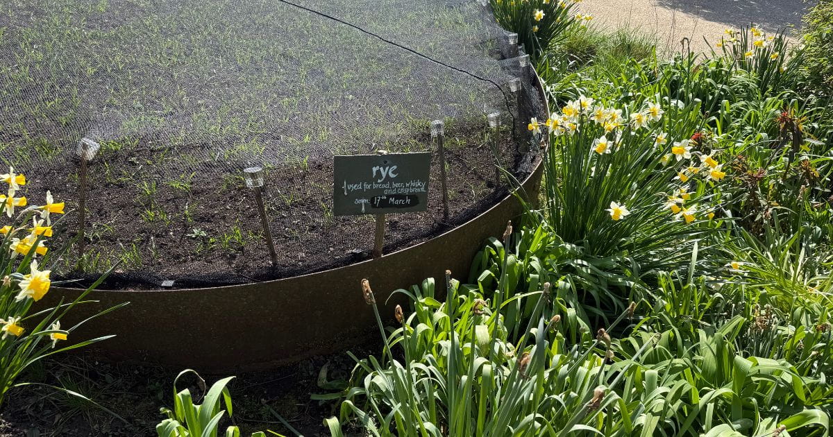 Jordans crop garden rye cereal