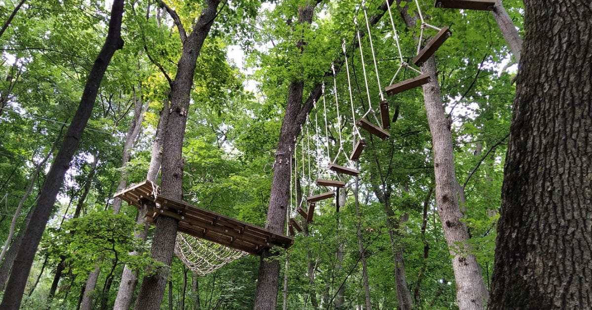 A stock image of a treetop course like Go Ape