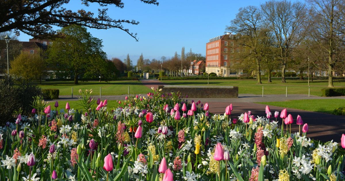 Tulips blooming in Welwyn Garden City