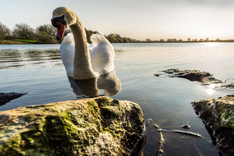 a bird swimming in water next to a body of water