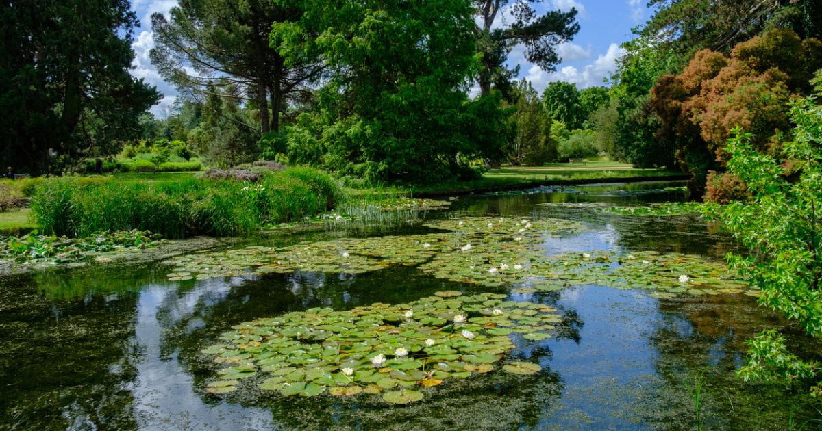 Cambridge botanical garden pond