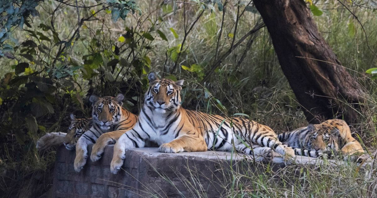 A group of tigers at a wildlife park