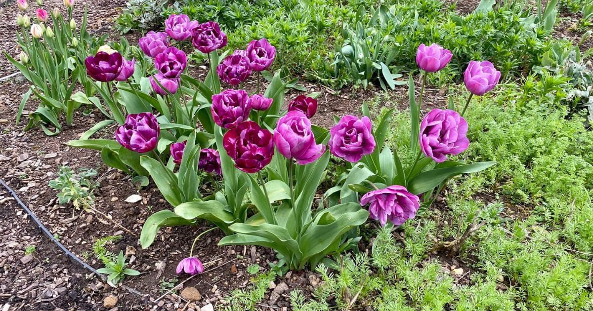 Hatfield House and Gardens spring tulips