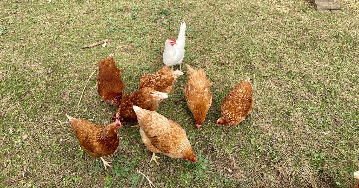 Hatfield House Gardens Chickens