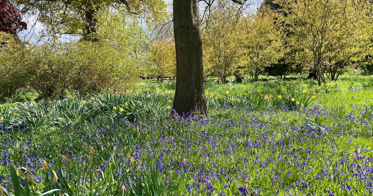Hatfield House Park Woodland
