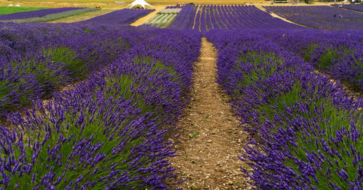 Hitchin lavender summer events