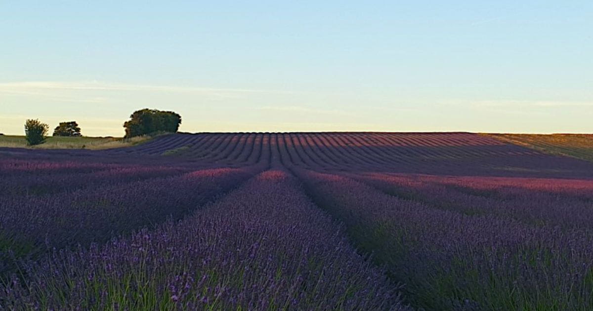 Hitchin lavender things to do in hertfordshire in summer