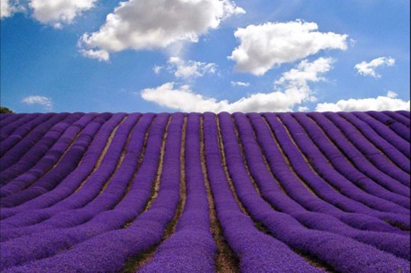 Hitchin lavender visitor guide