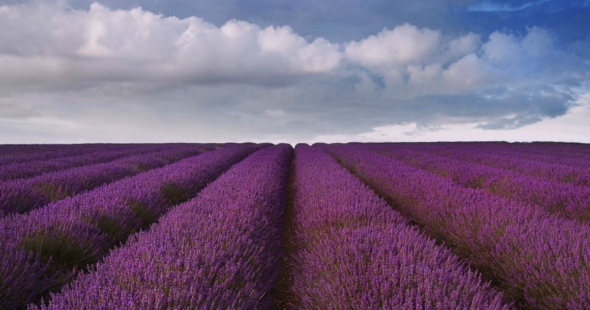 Hitchin lavender