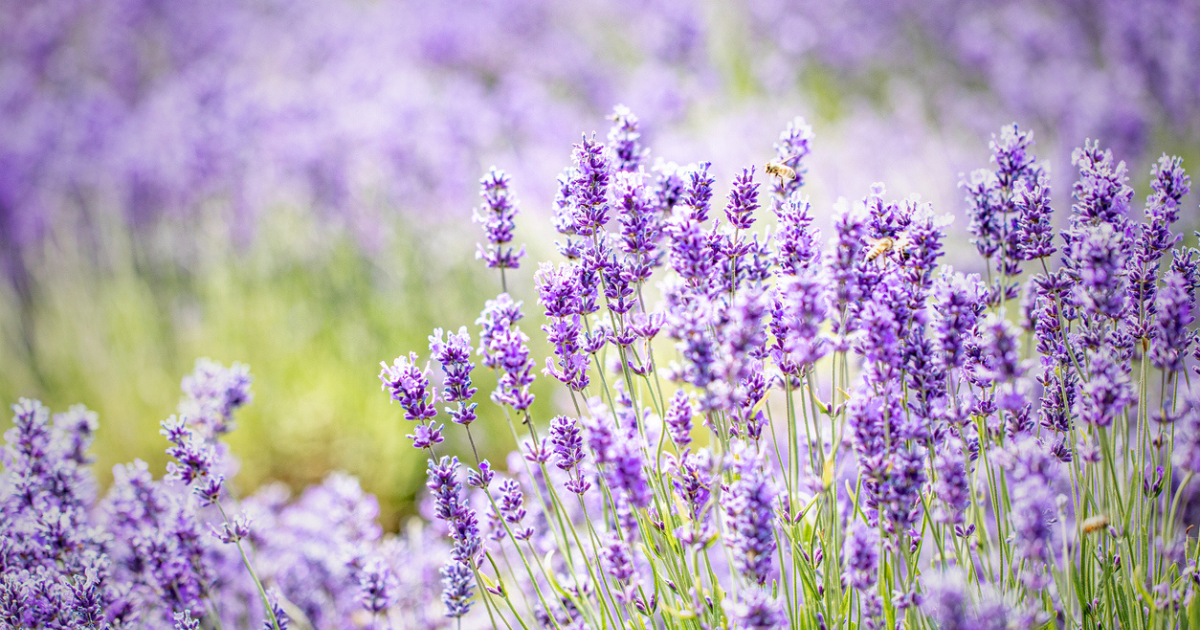 Lavender field family day out ideas summer
