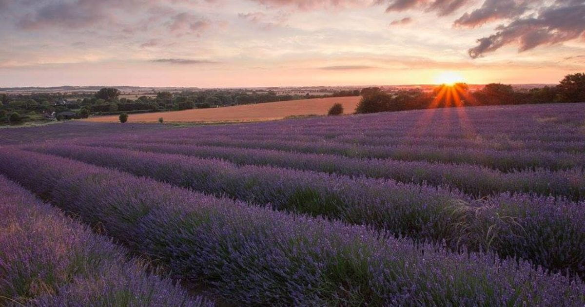 Lavender field pick your own day trip ideas