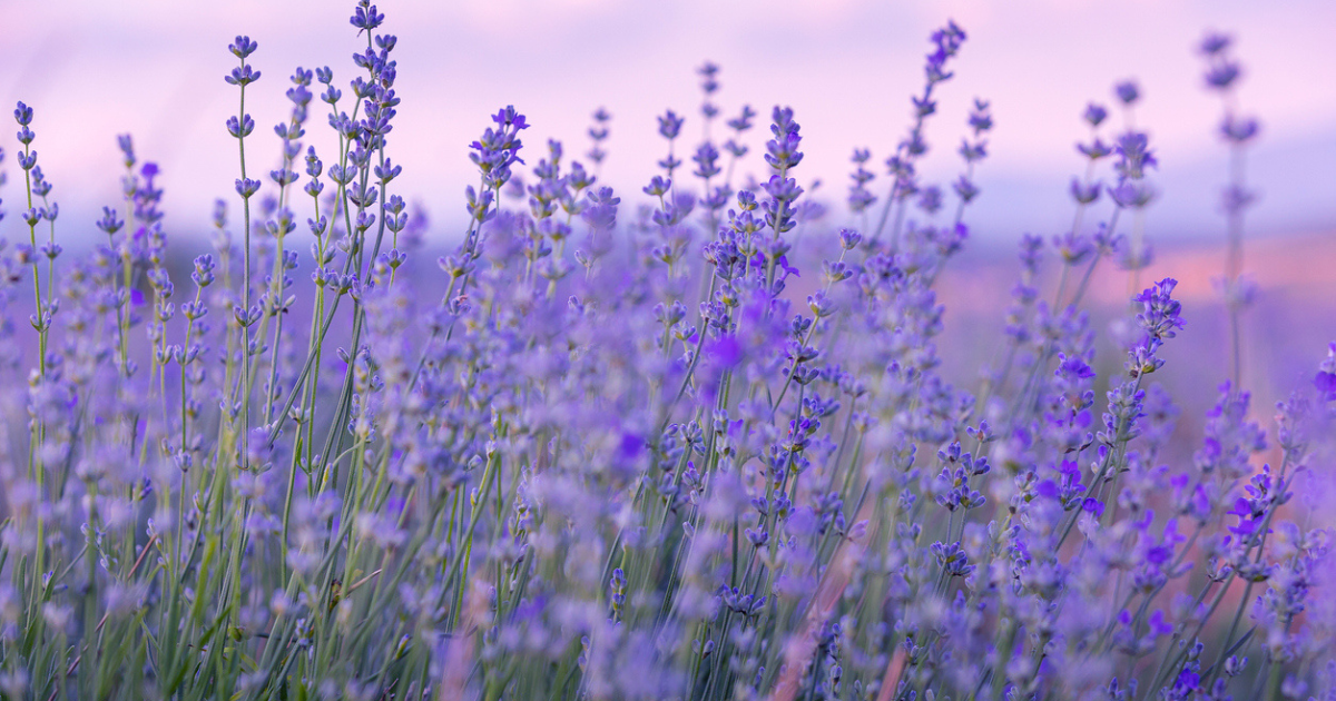 Pick your own lavender experience lavender farm summer