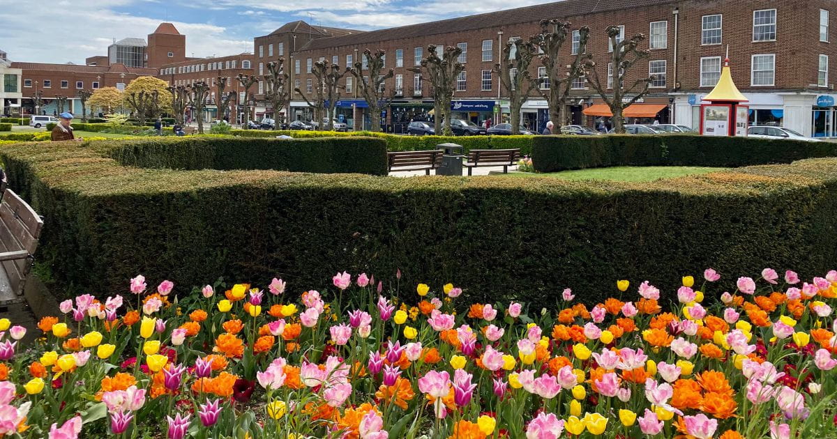 Flowers in bloom Welwyn Garden City
