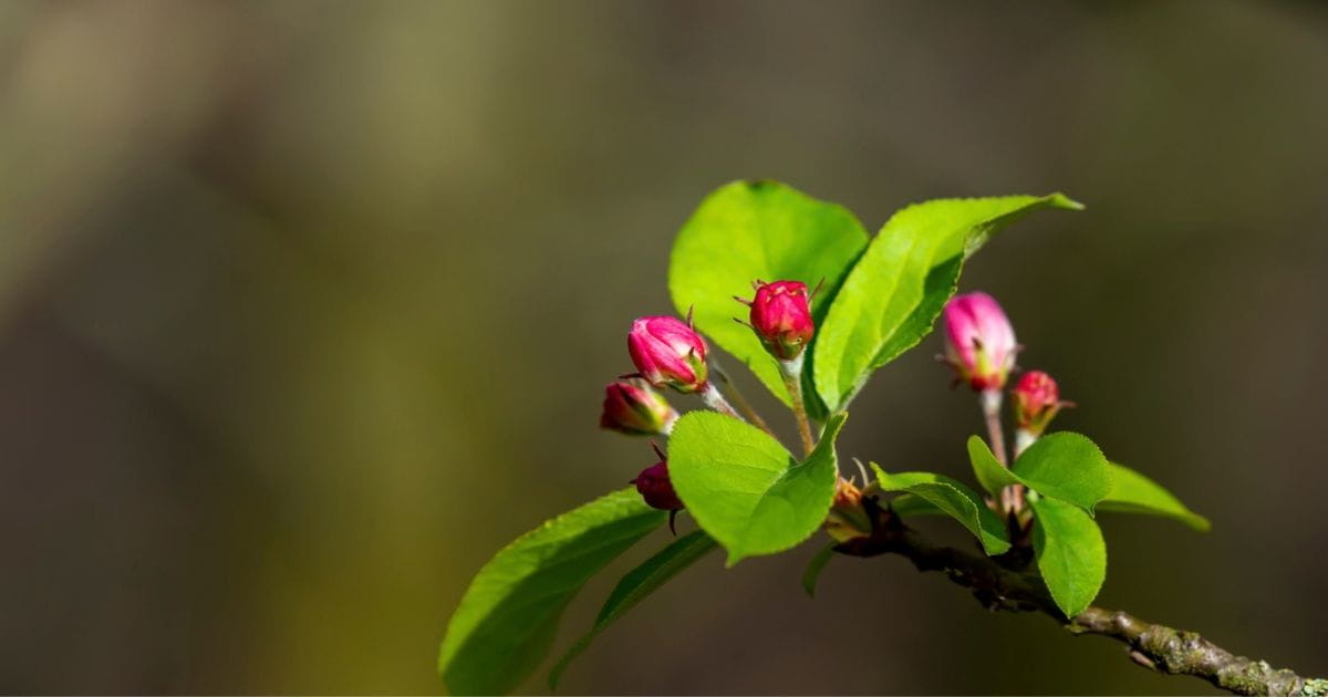 Apple blossom in spring at Fen Drayton Nature Reserve near Cambridge