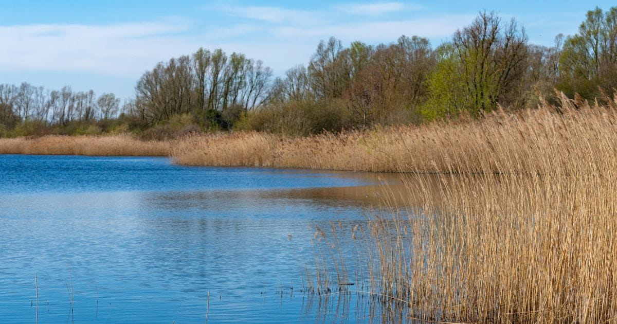 Fen Drayton Lakes reeds nature wildlife peace mental health