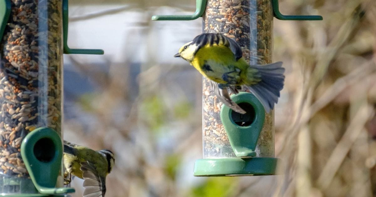 Nature wildlife bird spotting Fen Drayton Lakes near Cambridge