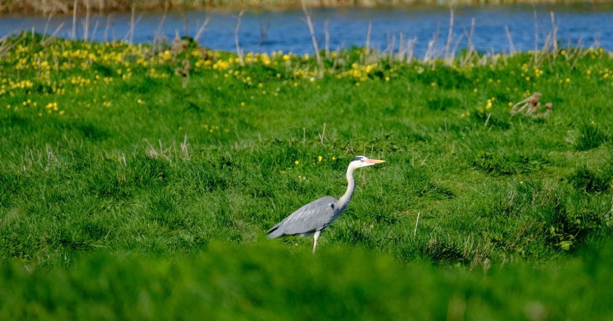 Stork wildlife spotting outdoors nature Fen Drayton near Cambridge