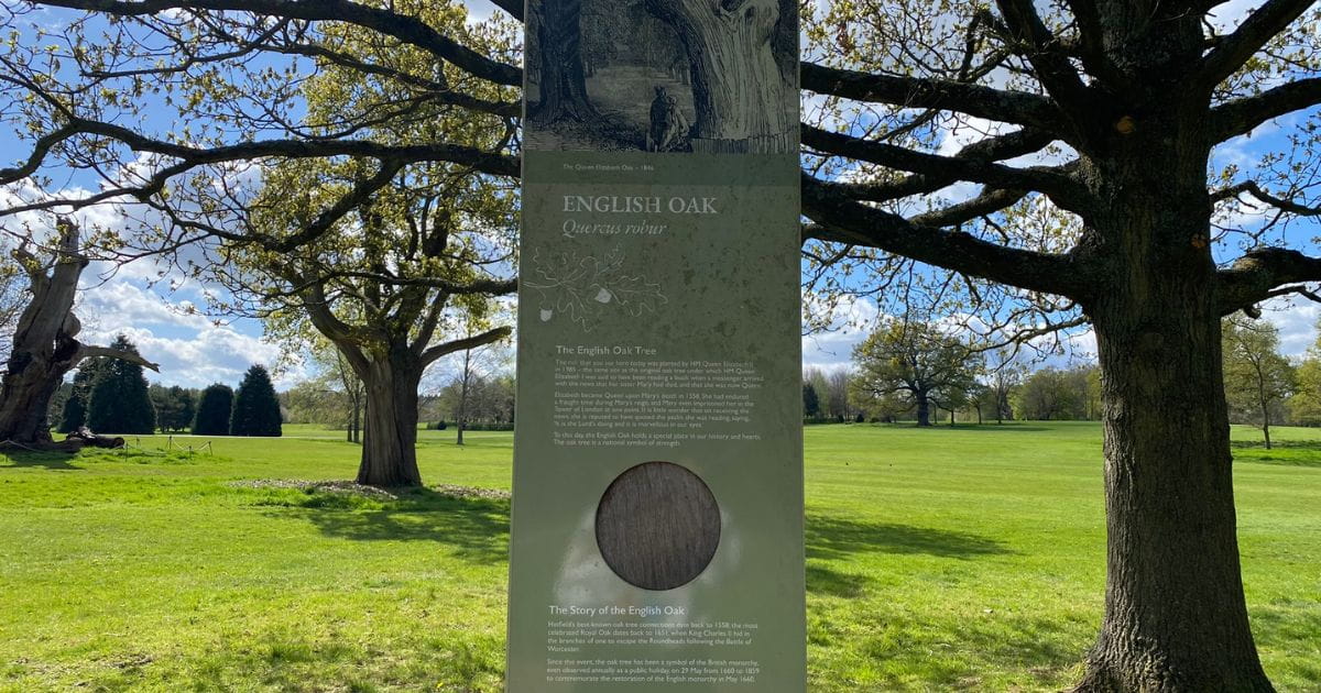 Hatfield parks woodland English oak