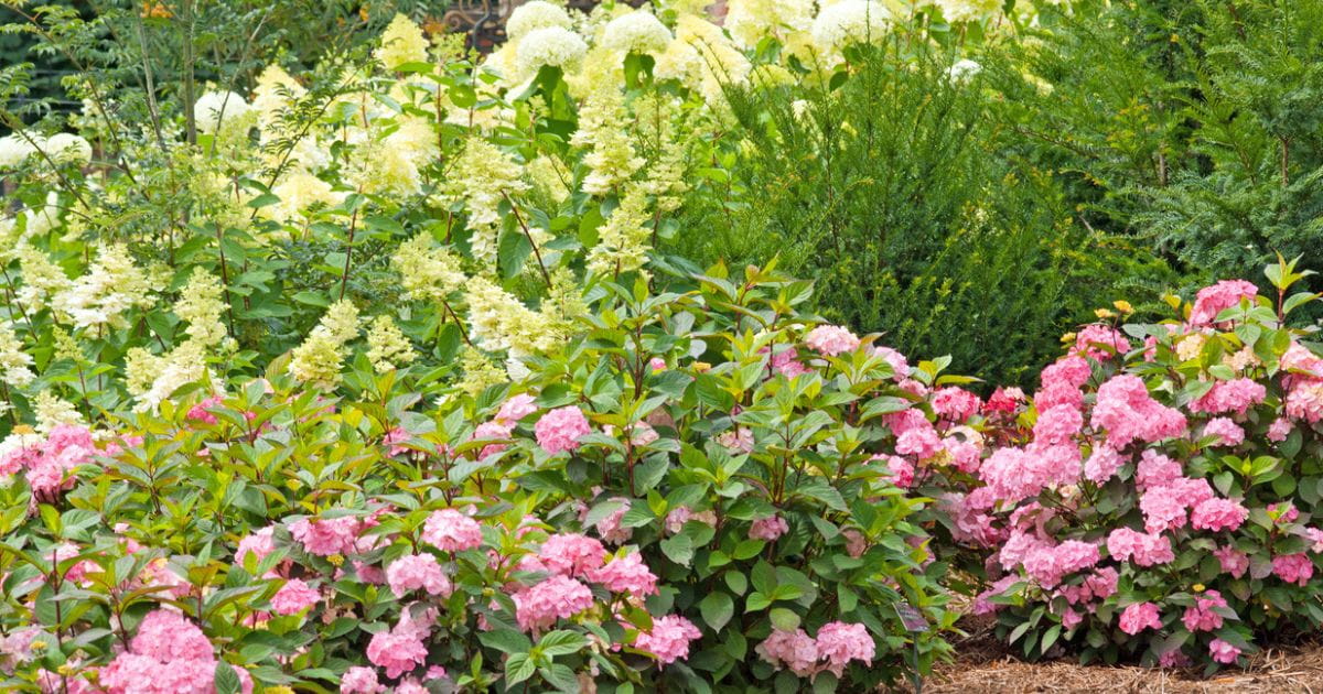 Beautiful flower borders in full bloom during the RHS Sandringham Flower Show