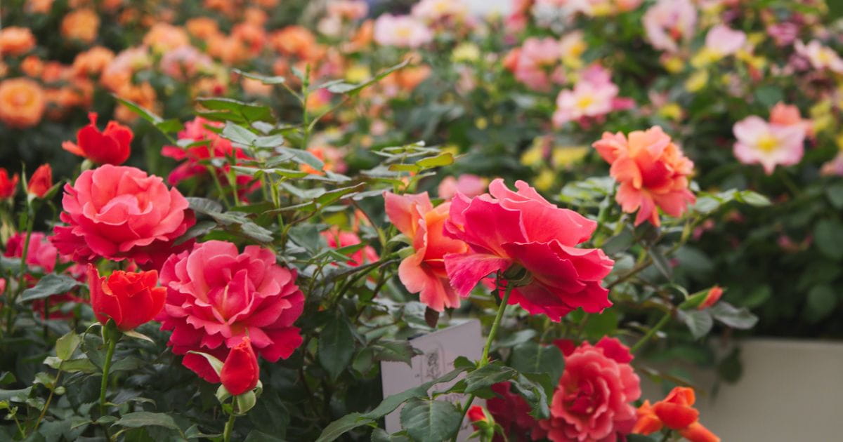 Beautiful summer blooms and expertly planted borders on display at the RHS Sandringham Flower Show