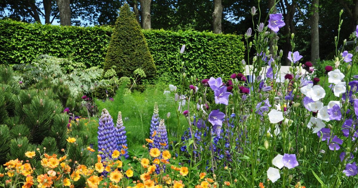 Close-up of colourful summer flowers in bloom at the RHS Sandringham Flower Show