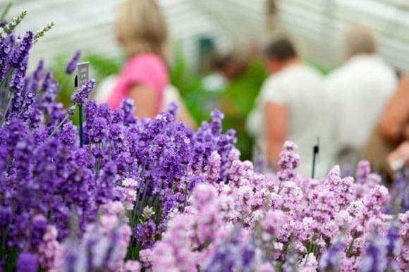 Guide to RHS Sandringham Flower Show with Great Northern Rail