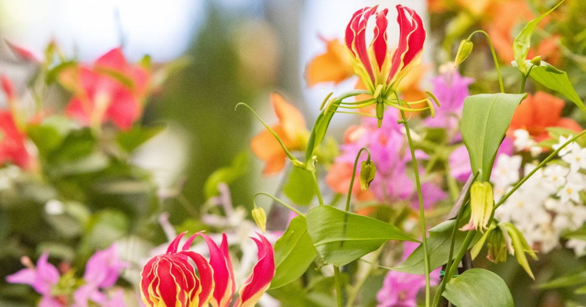 Summer flowers and ornamental planting on display at the RHS Sandringham Flower Show