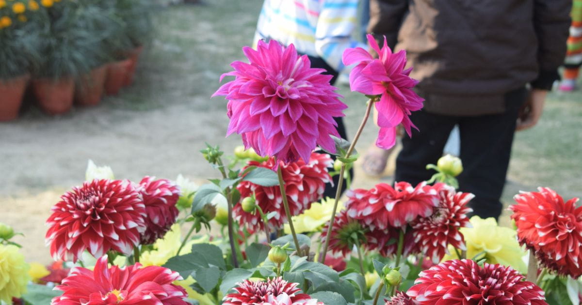 Visitors exploring award-winning show gardens and horticultural exhibits at the RHS Sandringham Flower Show